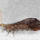 Illustration for article titled This Insect Uses Farts to Immobilize Its Prey